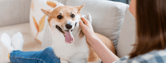 Tipos de pelo en perros