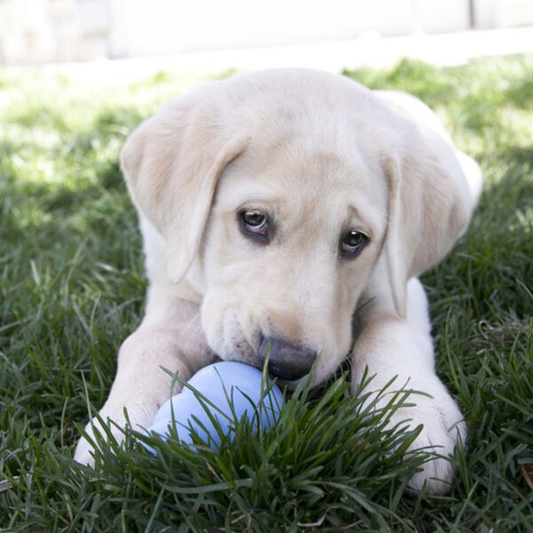 KONG Cachorro - Imagen 3