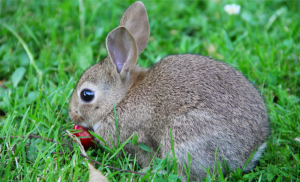 que pueden comer los conejos mascota