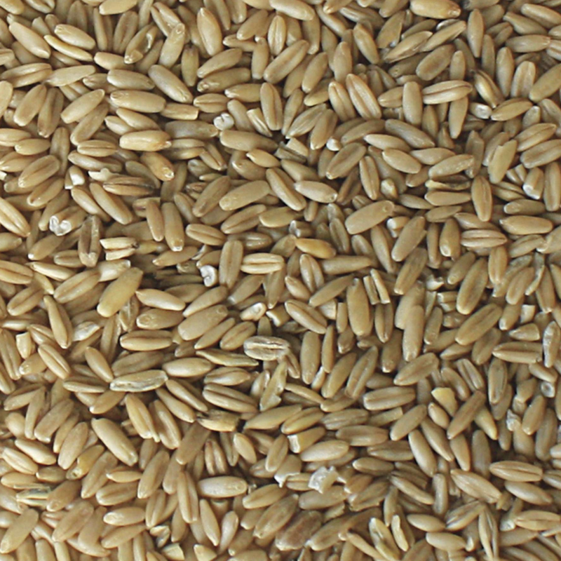 Avena pelada para periquitos o aves