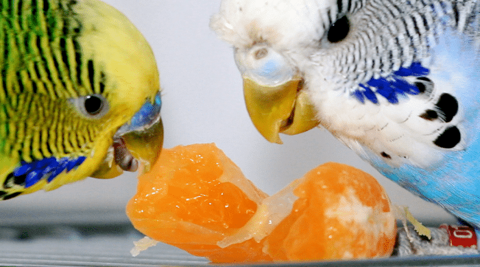 pueden comer naranja los periquitos