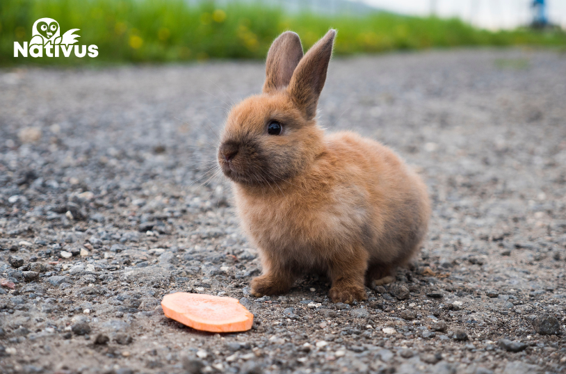 mitos sobre los conejos