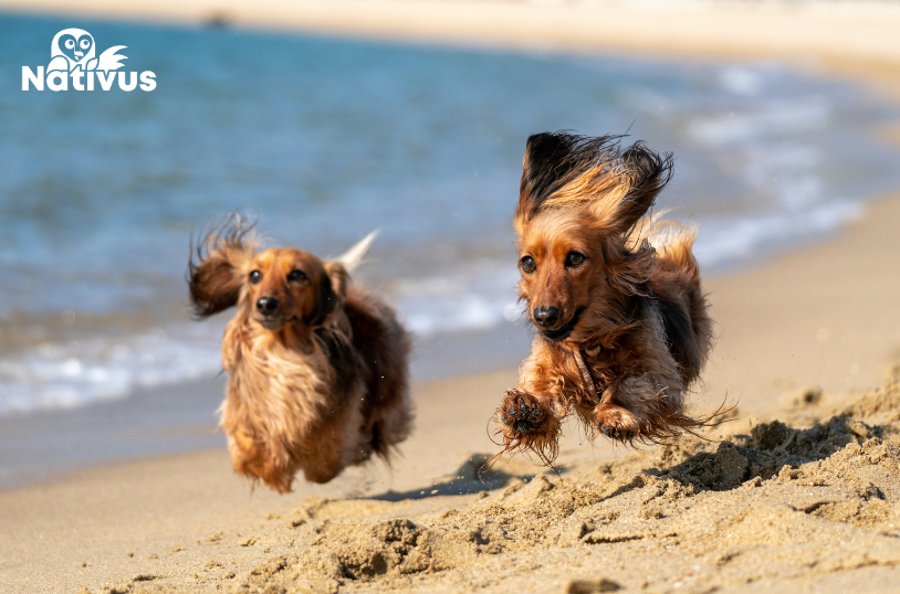 mejores playas para perros de asturias