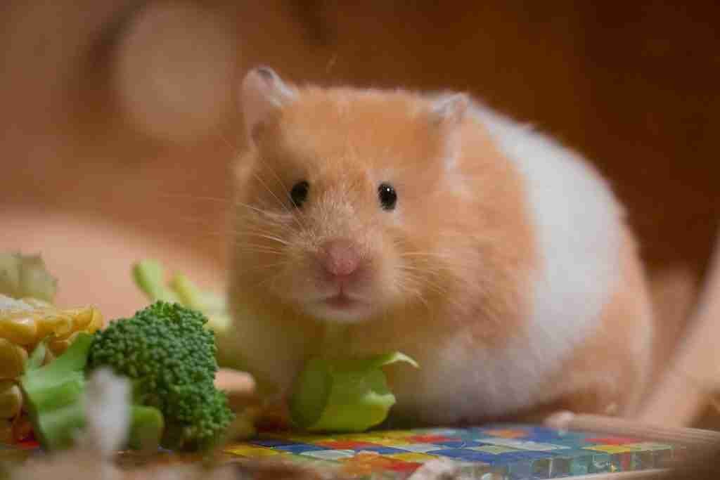 comida fresca hamster