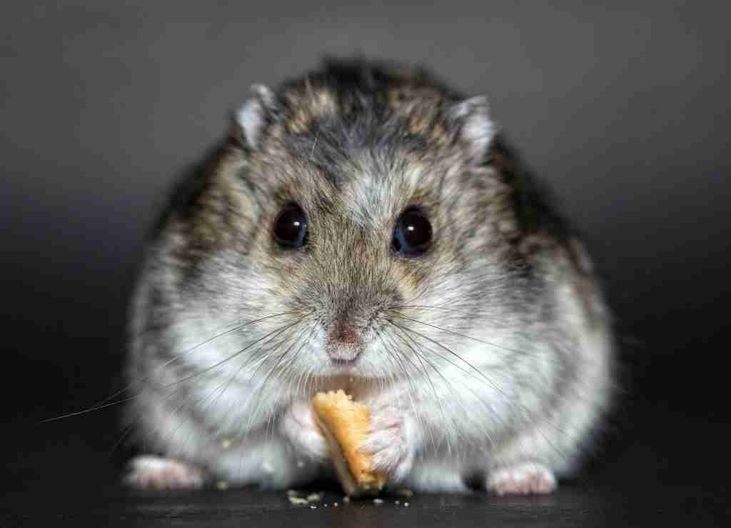 comida para hamsters saludable y sana