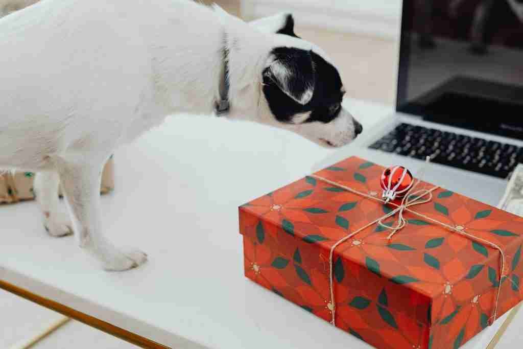 regalos para perro