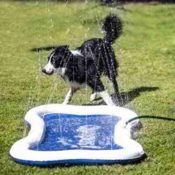Piscina con Chorros para Perros