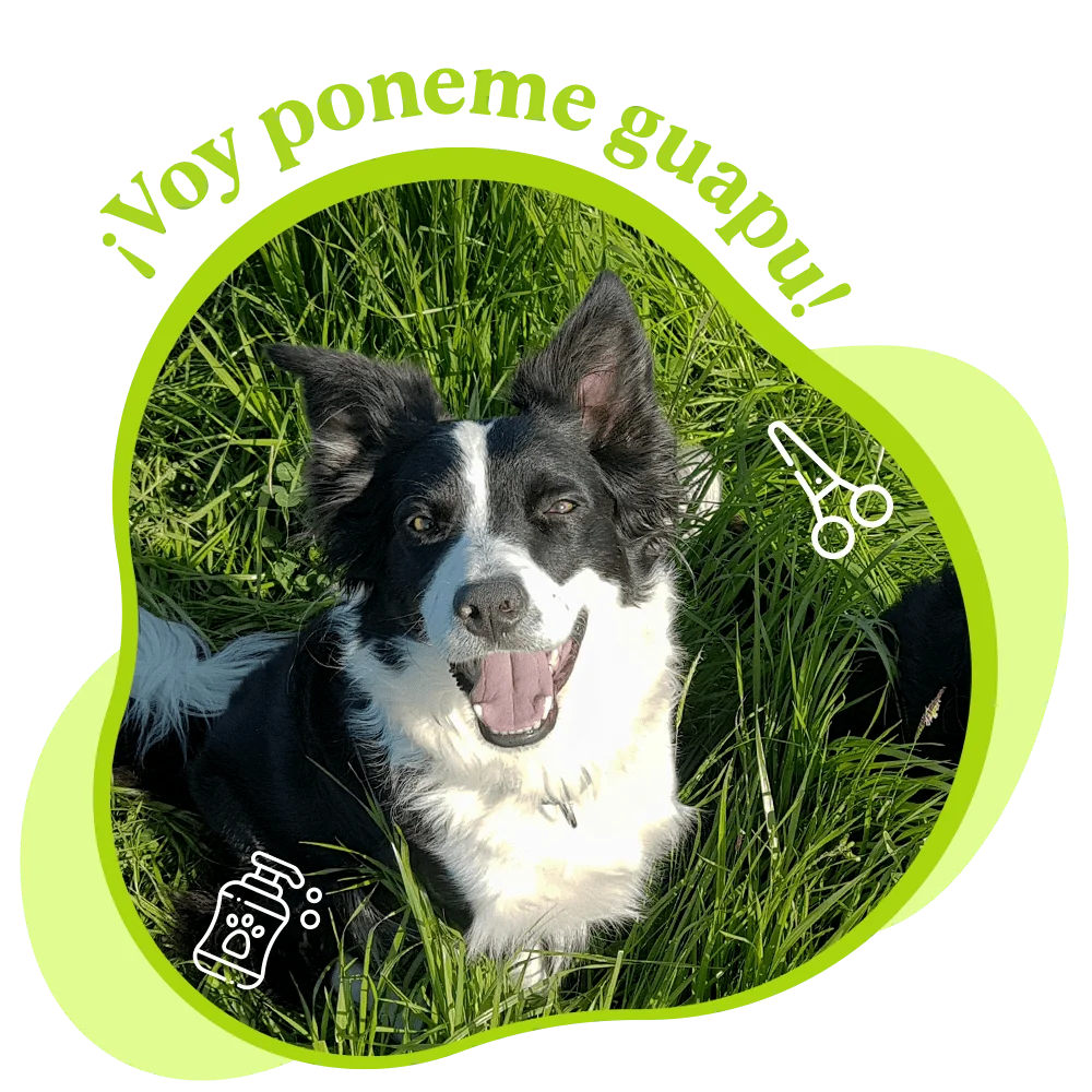 Peluquería canina en Avilés