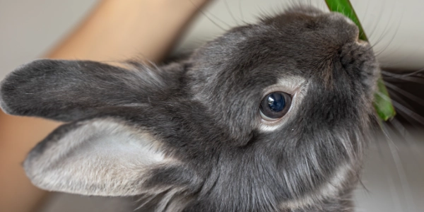 Productos para pequeños animales en Nativus