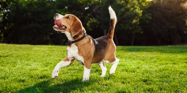 Productos para perros Nativus