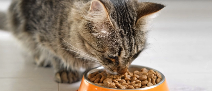 Cómo dar Fortiflora en gatos