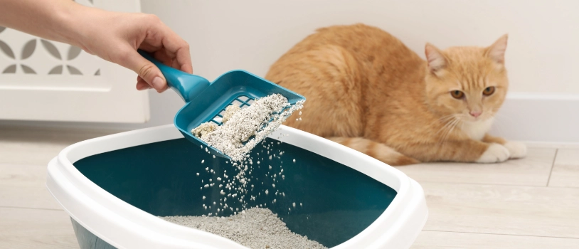 Gatos con diarrea, qué hacer