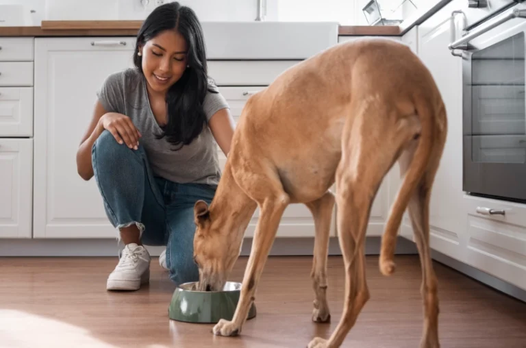 Mejor pienso para perros esterilizados