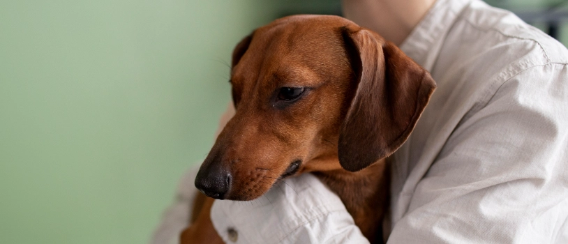 Qué le pasa a un perro esterilizado